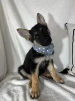 Gage, a male German Shepherd Dog for sale in Greenfield, IN – 6 of 6