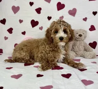 Chester, a male Cavapoo for sale in Greenfield, IN – Photo 1 of 5