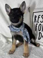 Gabe , a male German Shepherd Dog for sale in Greenfield, IN – 3 of 5