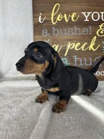 Dalton, a male Dachshund for sale in Greenfield, IN – 6 of 6