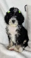 Molly, a female Bernedoodle for sale in Greenfield, IN – 4 of 6