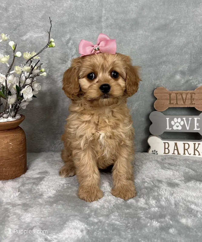 Monica – Cavapoo puppy for sale in Greenfield, IN