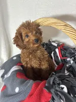 Gabby, a female Miniature Goldendoodle for sale in Greenfield, IN – 3 of 5