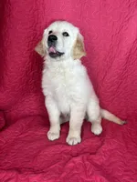 Greta, a female English Cream Golden Retriever for sale in Greenfield, IN – 2 of 5