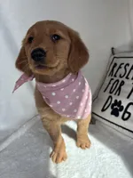 Gigi, a female Golden Retriever for sale in Greenfield, IN – 5 of 5