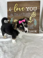 Carmen, a female Pembroke Welsh Corgi for sale in Greenfield, IN – 2 of 5