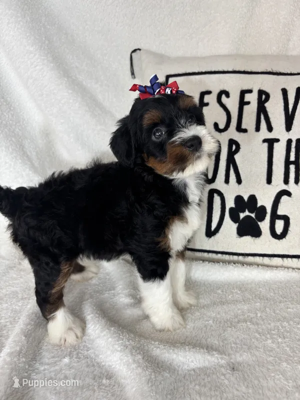 Monica – Bernedoodle puppy for sale in Greenfield, IN