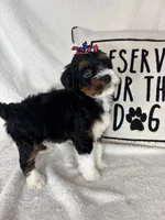 Monica, a female Bernedoodle for sale in Greenfield, IN – 1 of 6