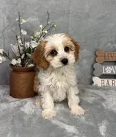 Joey, a male Cavapoo for sale in Greenfield, IN – Photo 2 of 5