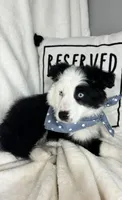 Bingo, a male Border Collie for sale in Greenfield, IN – Photo 5 of 5