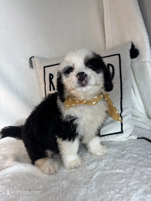 Max – Bernedoodle puppy for sale in Greenfield, IN