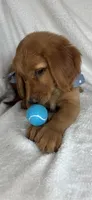 Gunner, a male Golden Retriever for sale in Greenfield, IN – 2 of 5