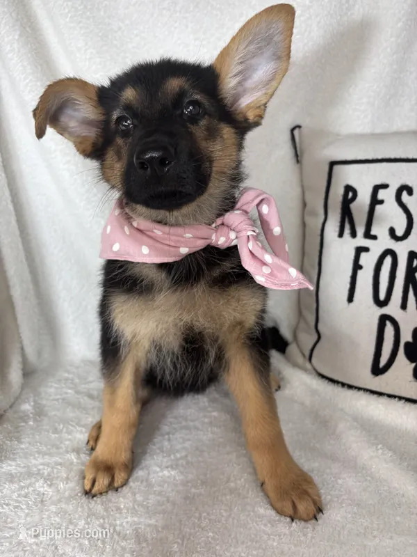 Gracie – German Shepherd Dog puppy for sale in Greenfield, IN