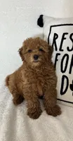 Goldie, a female Miniature Goldendoodle for sale in Greenfield, IN – 5 of 5