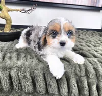 Cora, a female Cavapoo for sale in Greenfield, IN – 3 of 5