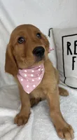 Gloria, a female Golden Retriever for sale in Greenfield, IN – 3 of 5