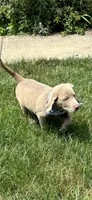Storm, a male Labrador Retriever for sale in Greenfield, IN – 3 of 4