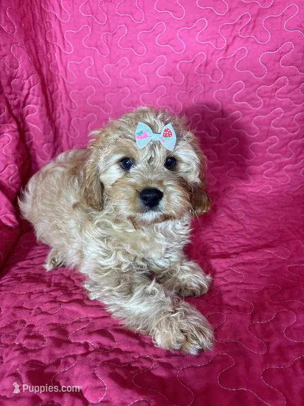 Monica – Cavapoo puppy for sale in Greenfield, IN
