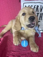 Gunner, a male Golden Retriever for sale in Greenfield, IN – 2 of 5