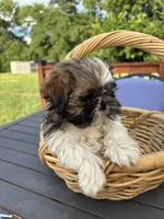 Skipper, a male Shih Tzu for sale in Greenfield, IN – 5 of 6
