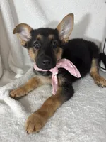 Gracie, a female German Shepherd Dog for sale in Greenfield, IN – 3 of 5