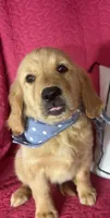 Grover, a male Golden Retriever for sale in Greenfield, IN – 2 of 5