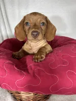 Duke, a male Dachshund for sale in Greenfield, IN – 5 of 5