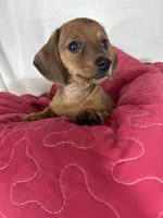 Daisey, a female Dachshund for sale in Greenfield, IN – 3 of 6