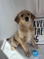 Gunner, a male Golden Retriever for sale in Greenfield, IN – 3 of 5