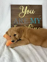 Gizmo, a male Golden Retriever for sale in Greenfield, IN – 4 of 4
