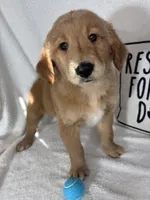 Grover, a male Golden Retriever for sale in Greenfield, IN – 5 of 5