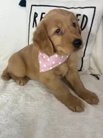 Honey, a female Golden Retriever for sale in Greenfield, IN – 4 of 5