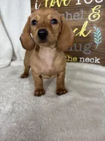 Dixie, a female Dachshund for sale in Greenfield, IN – 5 of 6