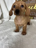 Dixie, a female Dachshund for sale in Greenfield, IN – 6 of 6