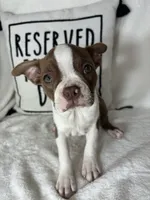 Bonnie, a female Boston Terrier for sale in Greenfield, IN – 3 of 5
