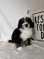 Mason, a male Bernedoodle for sale in Greenfield, IN – 5 of 5