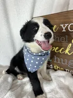 Boomer, a male Border Collie for sale in Greenfield, IN – Photo 4 of 6