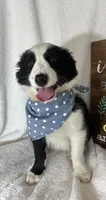Boomer, a male Border Collie for sale in Greenfield, IN – Photo 1 of 6