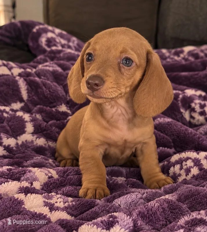 Duke – Dachshund puppy for sale in Greenfield, IN