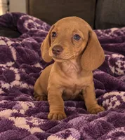 Duke, a male Dachshund for sale in Greenfield, IN – 1 of 5