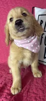 Gracie, a female Golden Retriever for sale in Greenfield, IN – 2 of 5