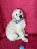 Gizmo, a male English Cream Golden Retriever for sale in Greenfield, IN – 2 of 5