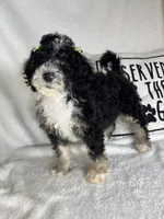 Molly, a female Bernedoodle for sale in Greenfield, IN – 2 of 6