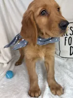 Gizmo, a male Golden Retriever for sale in Greenfield, IN – 3 of 5