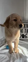 Gus, a male Golden Retriever for sale in Greenfield, IN – 2 of 5