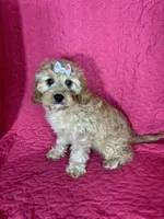 Monica, a female Cavapoo for sale in Greenfield, IN – 4 of 4