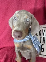 Dalton, a male Doberman Pinscher for sale in Greenfield, IN – 5 of 6