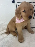 Amber, a female Golden Retriever for sale in Greenfield, IN – 2 of 5