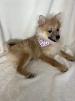 Penelope, a female Pomeranian for sale in Greenfield, IN – 2 of 5