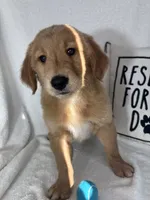 Grover, a male Golden Retriever for sale in Greenfield, IN – 4 of 5